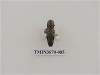 藏品(叩頭蟲(1))的圖片